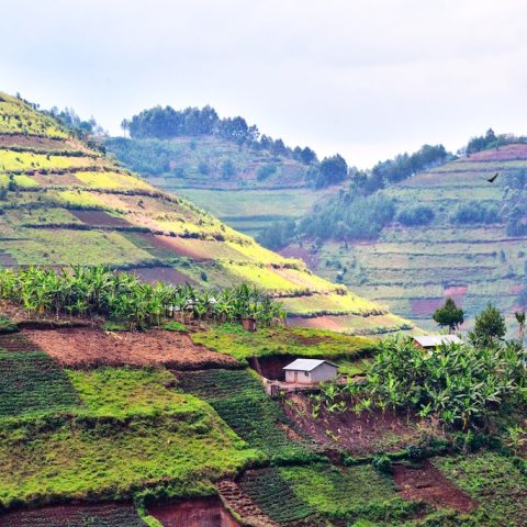 After_the_Rainforest,_Uganda_(15277311729)